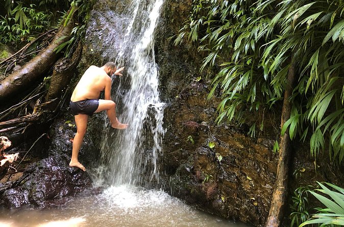 3 Hours Rainforest Walk in Tobago (Private) Lunch + Hummingbirds - Bird watching, plant life, and the sounds of the forest