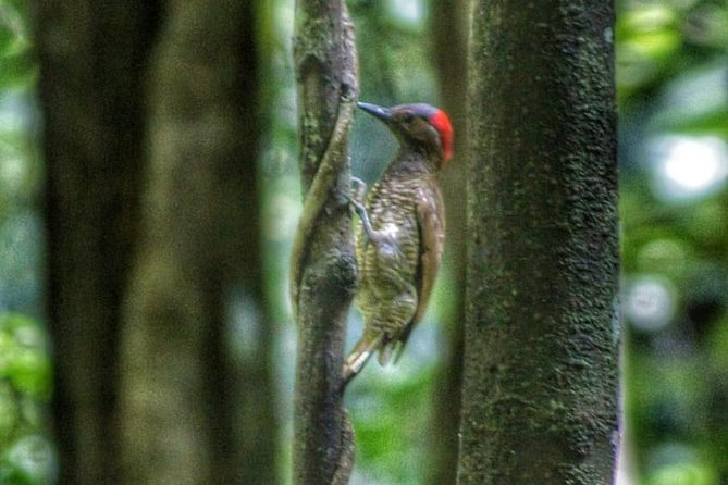 Bird Watching Tours - Meeting Tobago’s Birdman in the rainforest