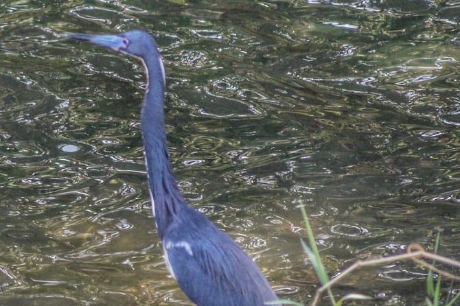 Bird Watching Tours - Physical effort, footwear, and practical comfort