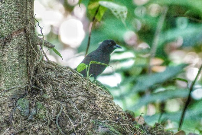 Bird Watching Tours - Is the $90 price good value?