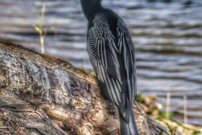 Bird Watching Tours - Who will enjoy this outing most