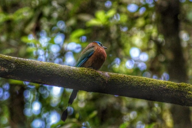 Bird Watching Tours - Main Ridge and Tobago’s rainforest habitats