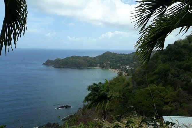 Birdwatching, Waterfall, Rainforest and Island Nature Tours - A rainforest walk built around listening