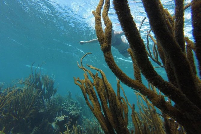 Buccoo Reef and Nylon Pool Adventure - Who Will Enjoy This Tobago Boat Trip Most?