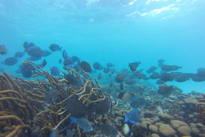 Buccoo Reef and Nylon Pool Adventure - Should You Book Buccoo Reef and Nylon Pool?