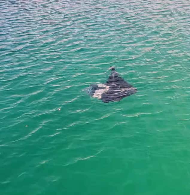 Buccoo Reef Nylon Pool Tour - Captain Phillips - A Break at No Man’s Land