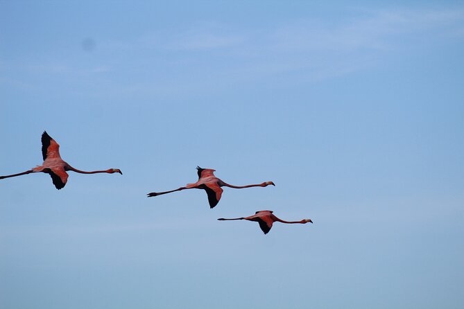 Caroni Bird Sanctuary Tour - Mangrove channels and lagoons by flat-bottomed boat