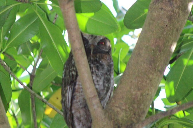 Caroni Bird Sanctuary Tour - What you might see in the sanctuary