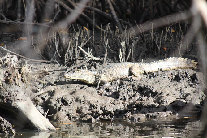 Caroni Bird Sanctuary Tour - Waiting time and the rhythm of the afternoon