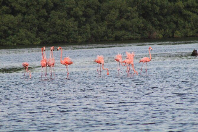 Caroni Bird Sanctuary Tour - Is $75 a fair price?