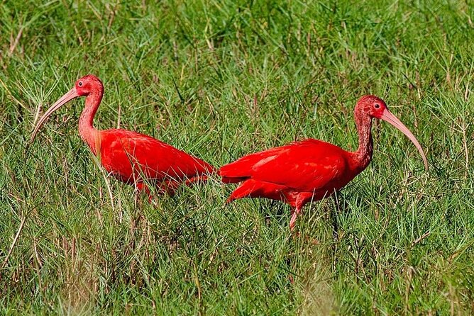 Caroni Swamp wildlife Tour - Key points at a glance