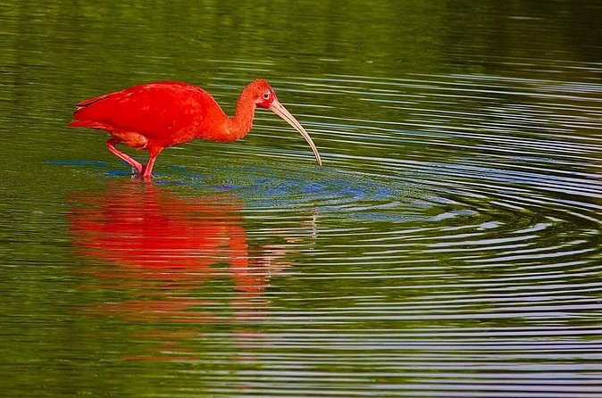 Caroni Swamp wildlife Tour - The scarlet ibis finale