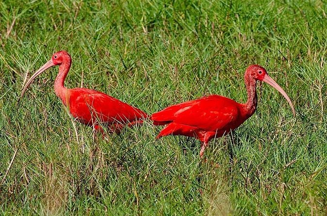 Caroni Swamp wildlife Tour - Price, pickup, and the three-hour schedule