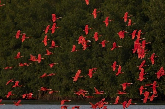 Caroni Swamp wildlife Tour - Watching for Caroni’s wildlife