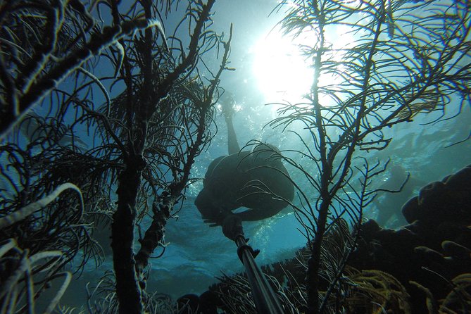 Coastline Snorkel and BBQ - Starting in Buccoo and Setting Out Along the Coast