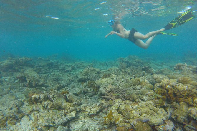 Coastline Snorkel and BBQ - Fun-Fishing Before the Grill Gets Hot