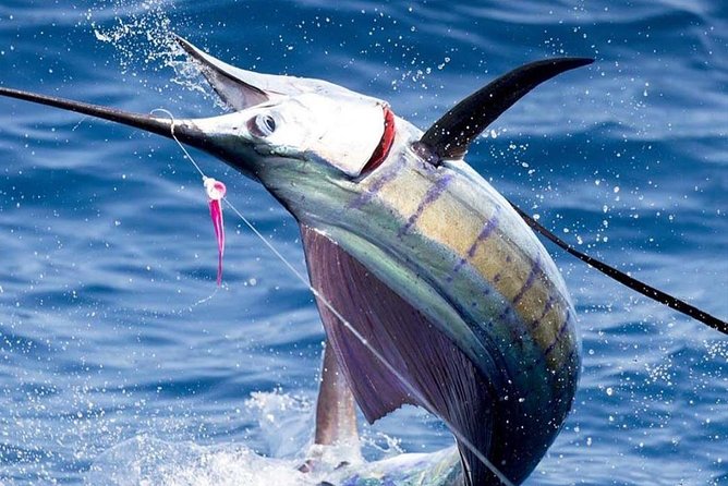 Deep Sea Fishing (Street Food and Beer Included) - Key details before you book