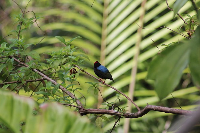 Individuelle Regenwald Tour - Why Tobago’s Main Ridge deserves your time