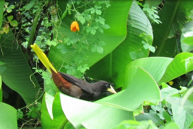 Individuelle Regenwald Tour - The bay where rainforest meets the sea