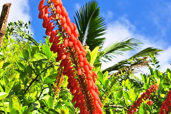 Island Tour (Food and Drinks include) - Who will enjoy this Tobago tour most?