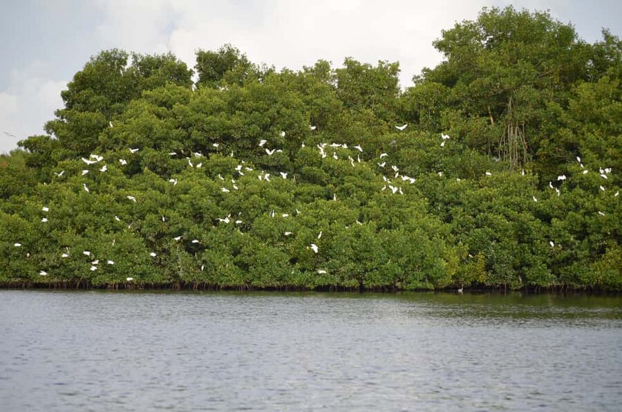 Port of Spain: Caroni Bird Sanctuary by Boat - Boarding the boat and entering the mangroves