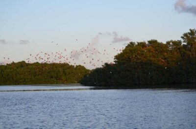 Caroni Bird Sanctuary by Boat