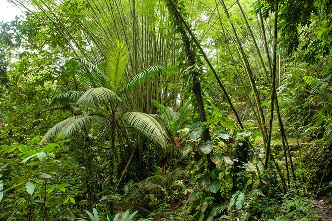Rainforest Tour - Birds, crabs, and clever spider nests