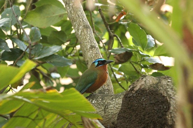 Rainforest Tour - What makes Terry’s guiding useful