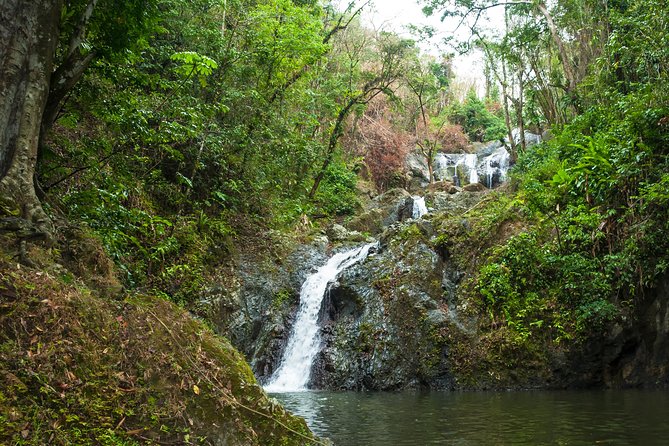 Rainforest Tour - Timing, transport, and group size