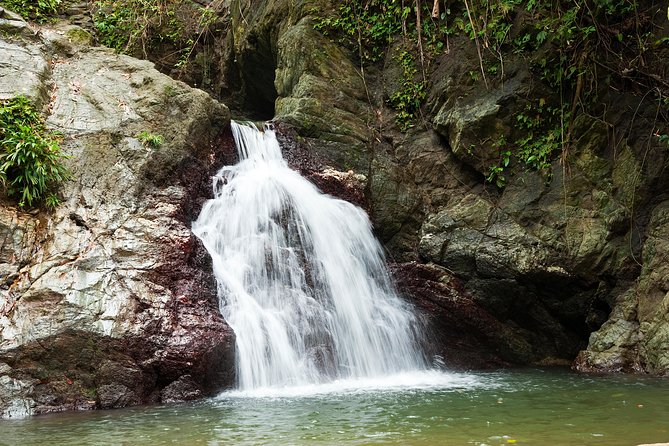 Rainforest Tour - A gentle hike with a few slippery spots