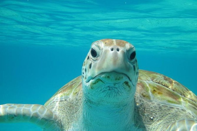 Snorkeling Tour (with Light Refreshments) - Three Snorkeling Stops Around Buccoo Reef