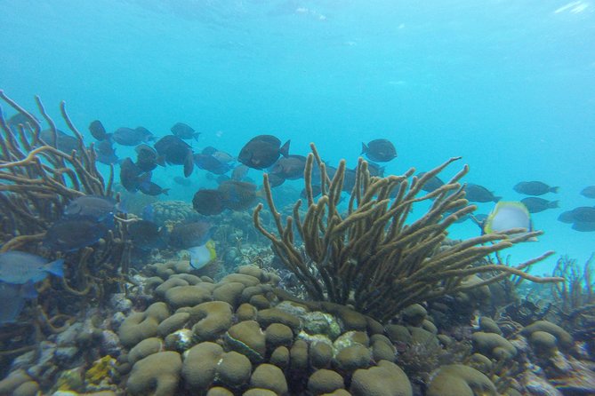 Snorkeling Tour (with Light Refreshments) - What the $80 Price Really Covers