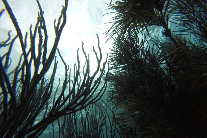 Snorkeling Tour (with Light Refreshments) - Who Will Get the Most From This Reef Trip