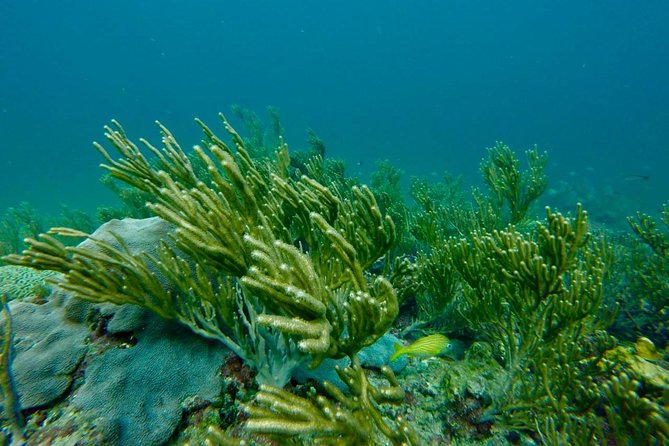 Snorkeling Tour (with Light Refreshments) - Booking Details Worth Checking Before You Pay