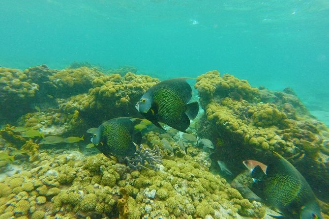 Snorkeling Tour (with Light Refreshments) - My Take on the Overall Experience