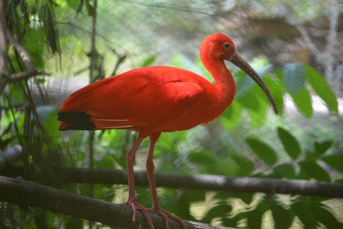 Sunset Boat Tour into Caroni Wetlands - Key points to know before booking