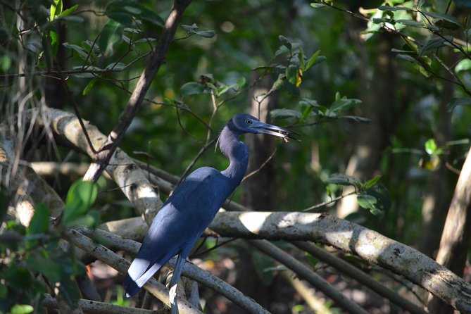 Sunset Boat Tour into Caroni Wetlands - Beyond birds: snakes, caimans, and capybara