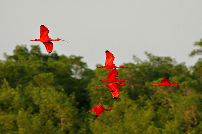 Sunset Boat Tour into Caroni Wetlands - Photography and comfort on the boat