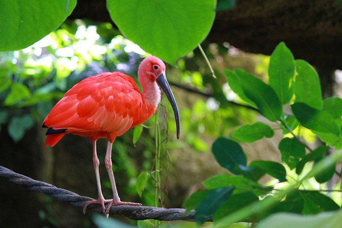 The Scarlet Ibis - Caroni Swamp Tour - The 3 p.m. start and the ride into Caroni
