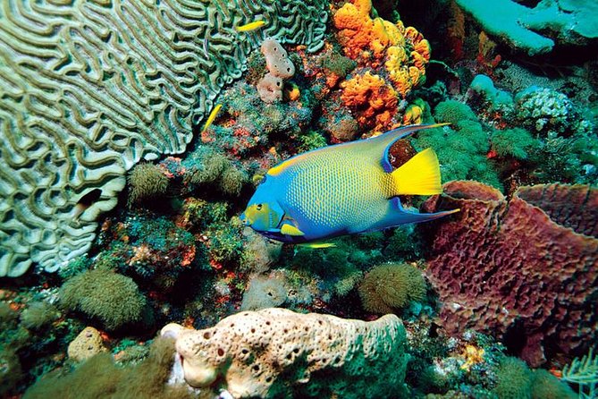 Tobago Buccoo Reef Glass Bottom Boat Cruise and Island Sightseeing Tour - Crossing Tobago to Plymouth and the Mystery Tombstone