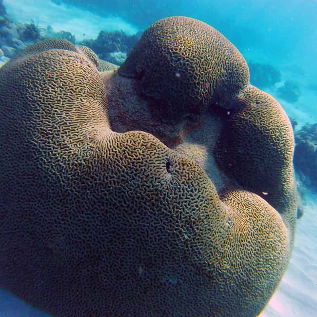 Tobago: Coral Reef Boat Tour with BBQ and Transfer - Booking Tips That Protect Your Day