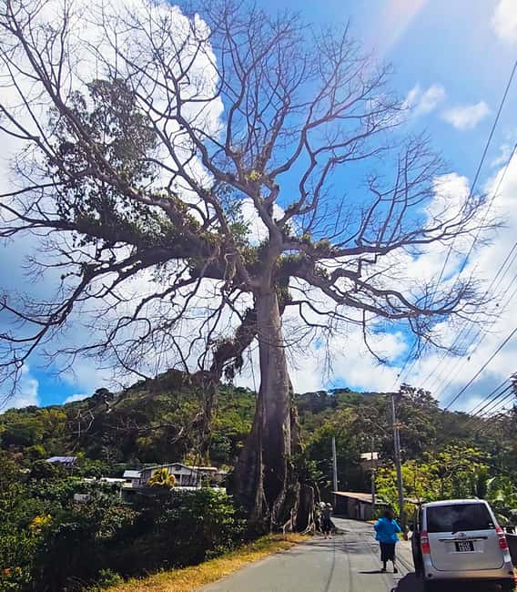 Tobago: Half Day Atlantic Coast Tour with Transfer - The extra fee changes the real price