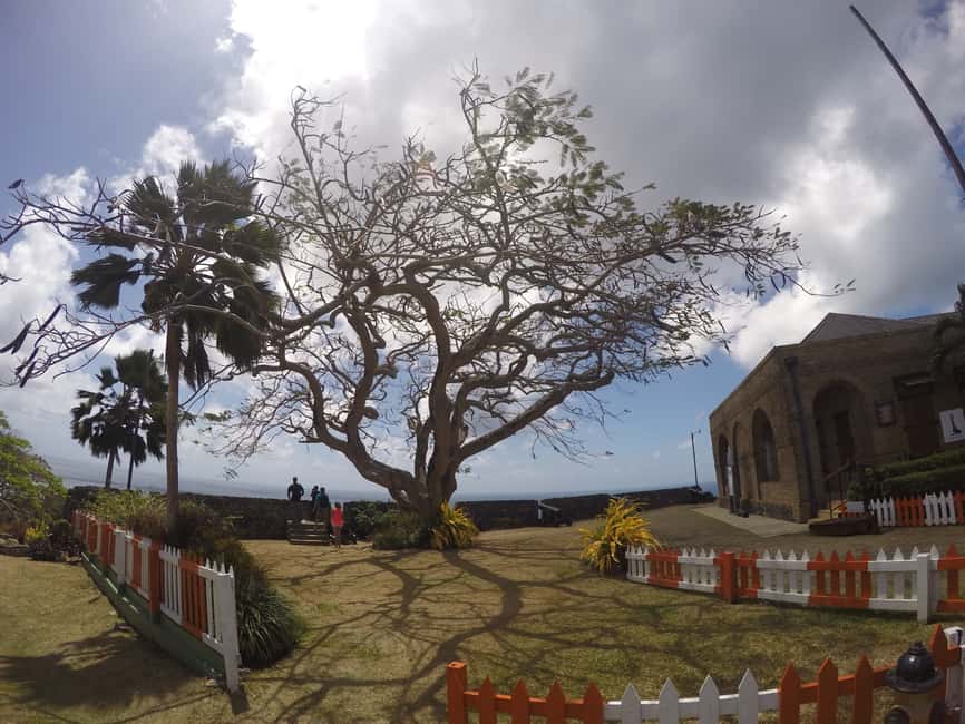 Tobago: Half-Day Highlights Tour - What $80 includes, and where the value lies