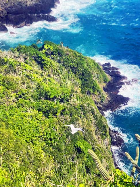 Tobago: Little Tobago Bird Sanctuary Visit and Boat Tour - What the $150 price really includes