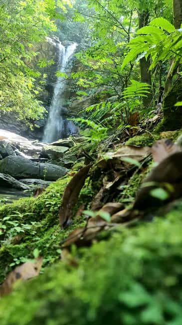 Trinidad: Avocat Waterfall and Maracas Bay Beach Tour - Why this North Coast pairing works
