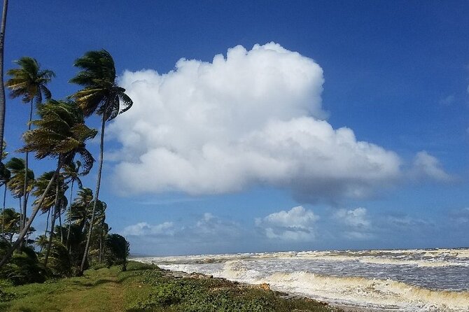 Trinidad Island Circle Tour with Pickup - Manzanilla, palms, mangroves, and turtle country