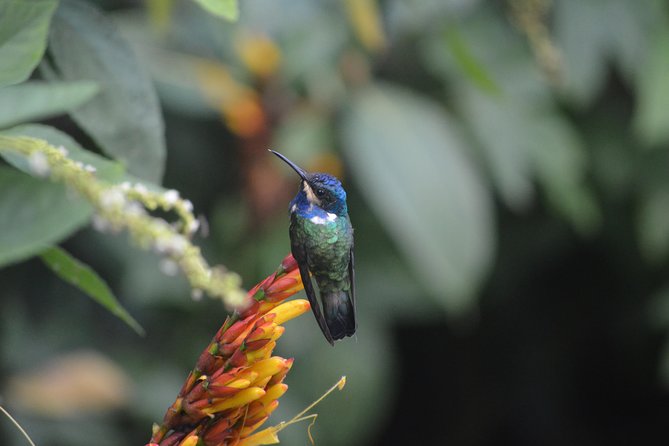 Trinidad Nature and Asa Wright Center Full-Day Tour from Port of Spain - What The $230 Price Really Buys You