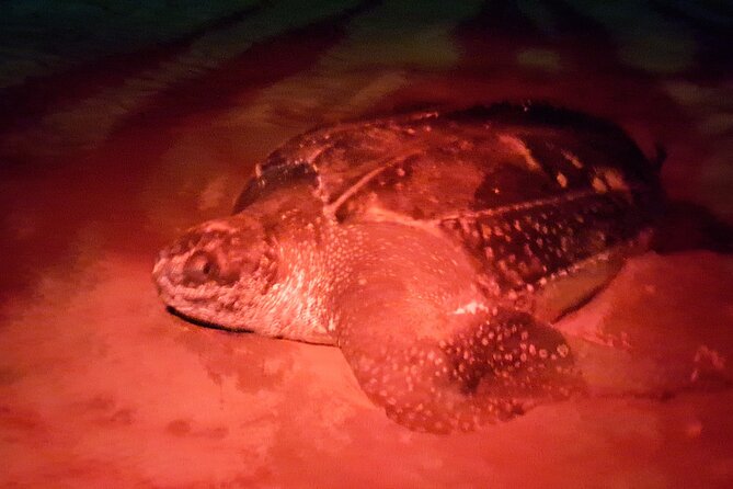 Turtle Watching - Watching a leatherback work through the night