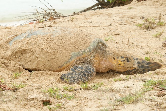 Turtle Watching - A private trip for $80 per person
