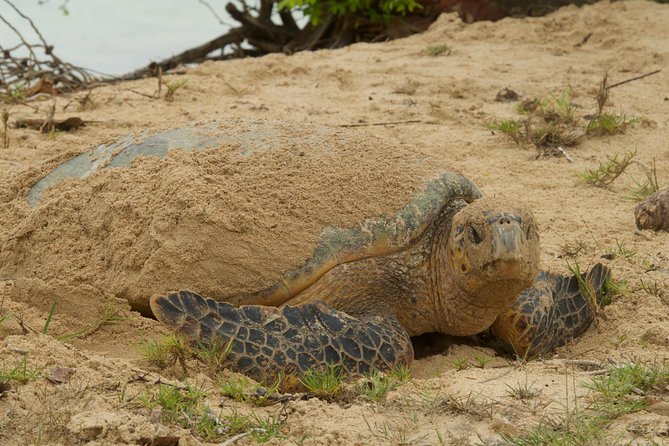 Turtle Watching - The patience test: three hours of nesting